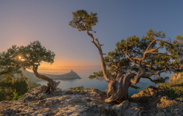 Крым кипарисы сосны берег моря