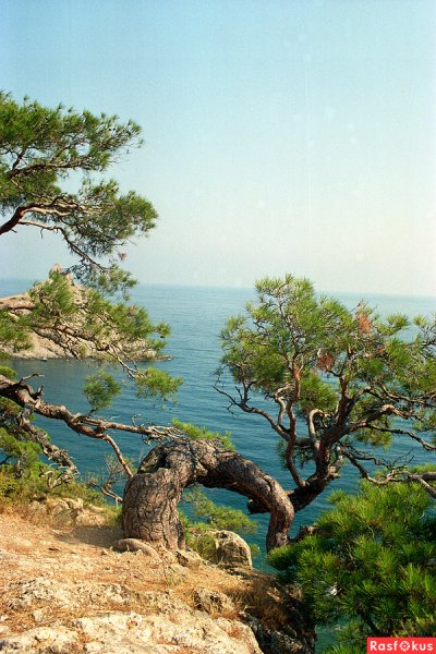 Берег Крыма горы сосны