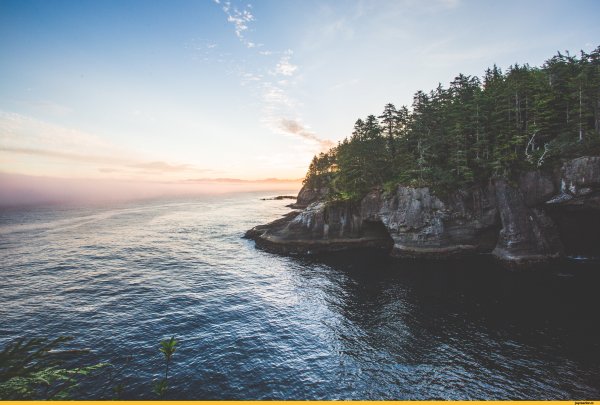 Дерево на обрыве