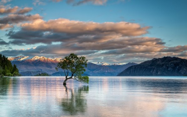 Красивый лес с морем