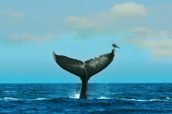 Шантарские острова киты