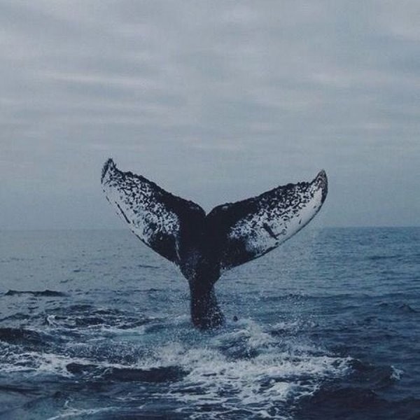 Хвост кита в море