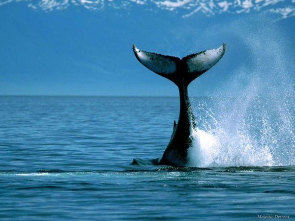 Хвост горбатого кита