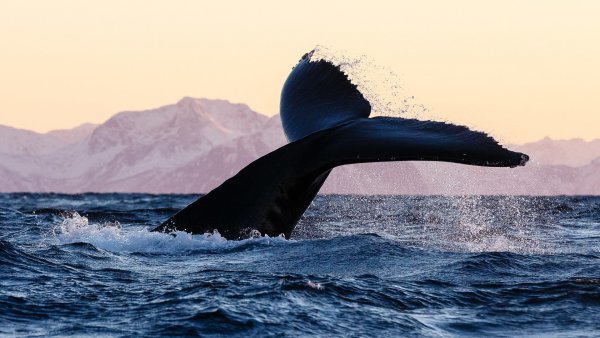 Гренландский кит Охотское море