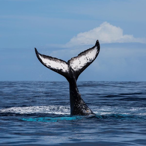 Китовый хвост