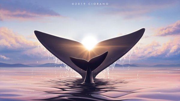 Кита на фоне солнца