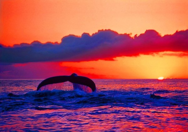 Касатка на закате