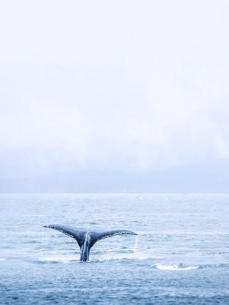 Хвост кита в море