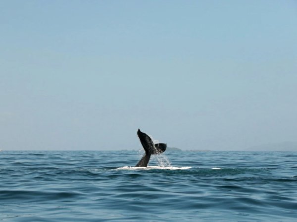 Китовый хвост