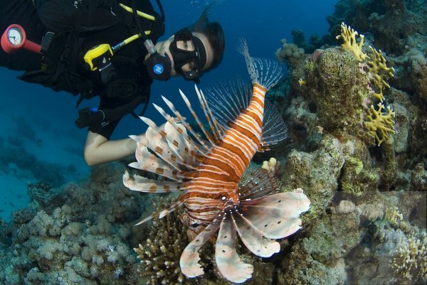 Акваланг Акаба красное море