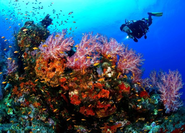 Марса Алам дайвинг