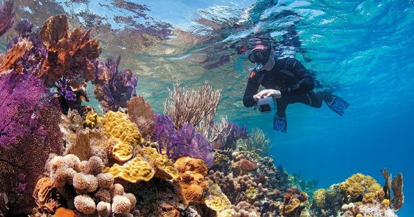 Белиз дайвинг