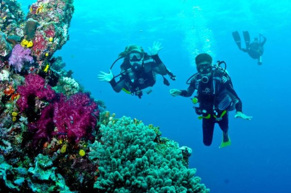 Коралловый риф красное море аквалангист