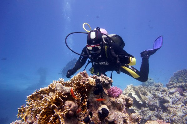 Аквалангист кораллы красное море