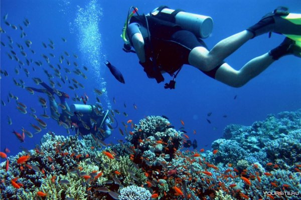 Подводный риф Шарм-Эль-Шейх