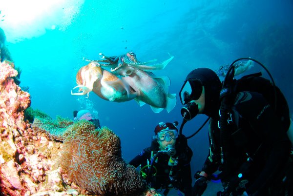 Дайвинг в Хургаде