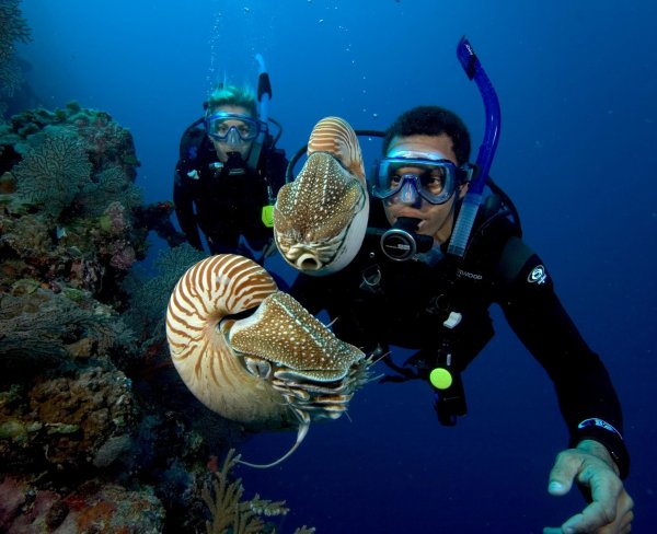 Жак Ив Кусто большой Барьерный риф