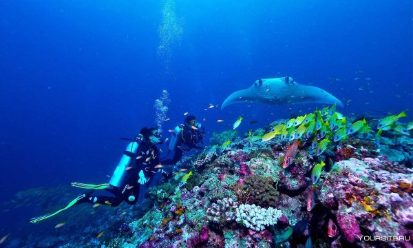 Дайвинг Шарм-Эль-Шейх