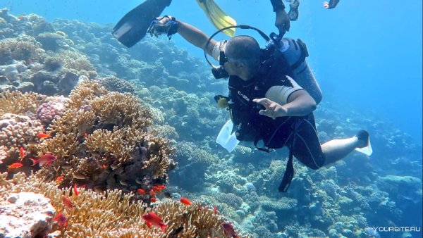Красное море погружение с аквалангом
