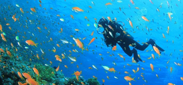 Красное море с аквалангом