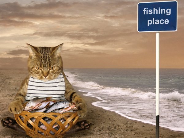 Коты на пляже