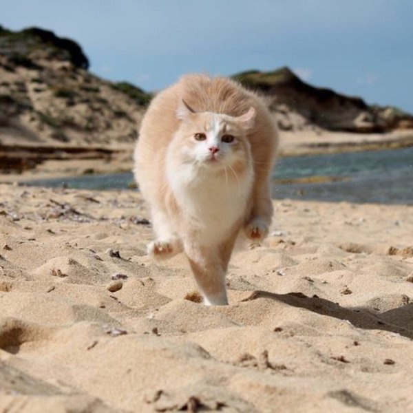 Коты на пляже