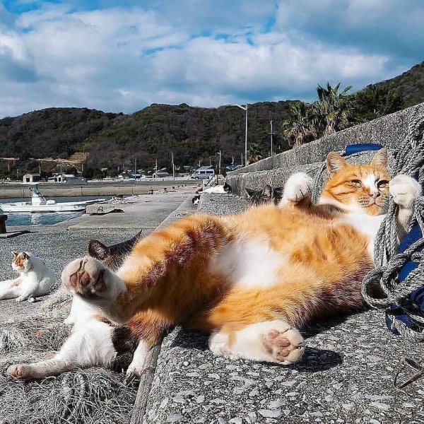 Котик в отпуске