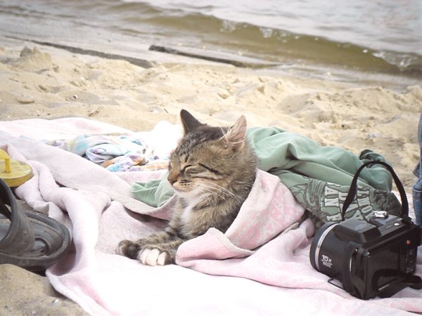 Кот на море