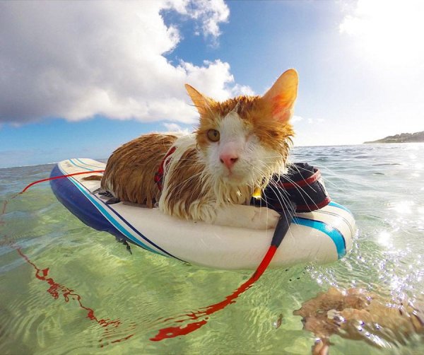 Лежак для кота