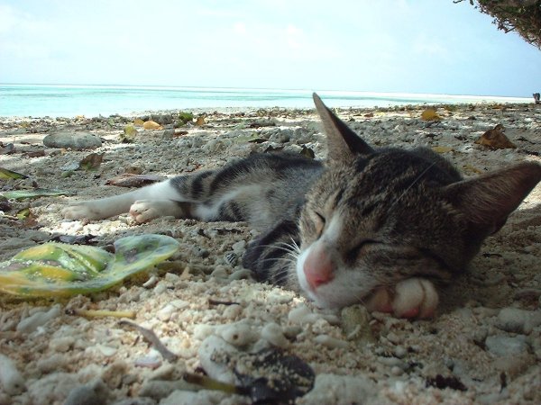 Котик на море