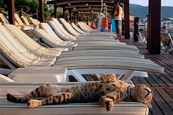 Кот на пляже