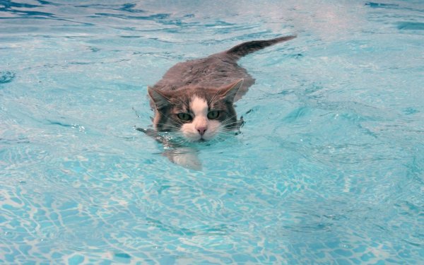 Котик на пляже