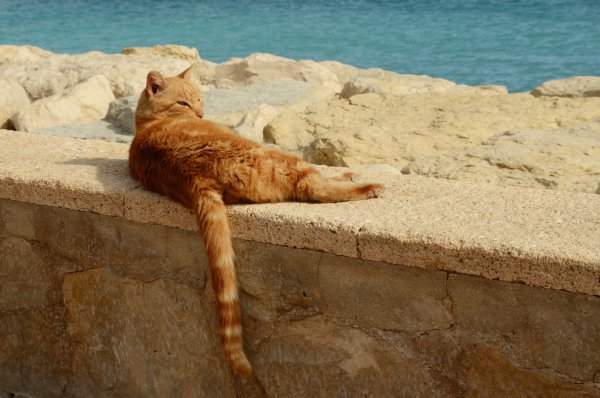 Котик на море
