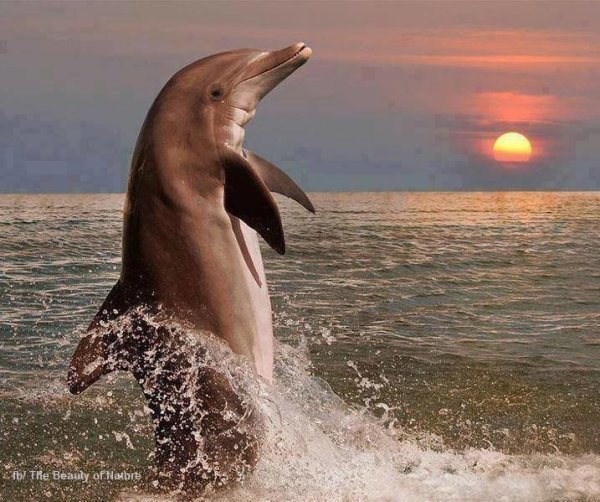 Дельфины море солнце