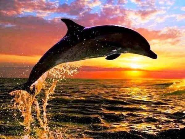 Закат на море с дельфинами