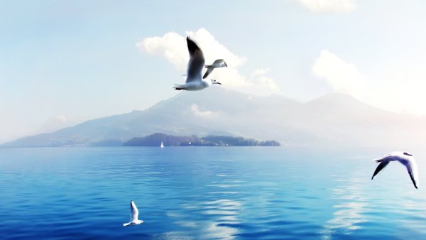 Чайки над морем на прозрачном фоне