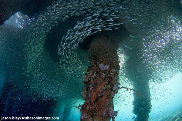 Саргассово море Бермудский треугольник