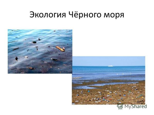 Экологическая обстановка на черном море