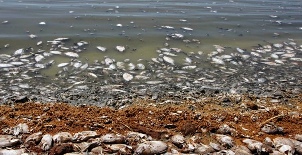 Черное море загрязнено