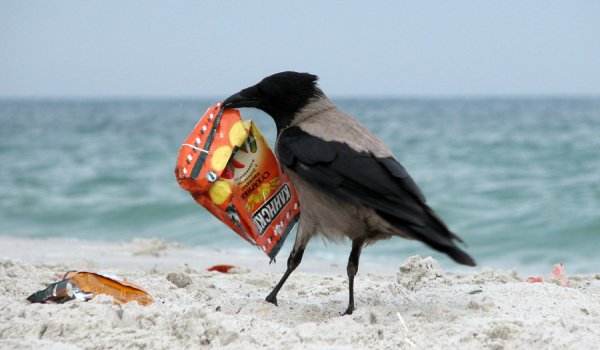 Птицы и мусор