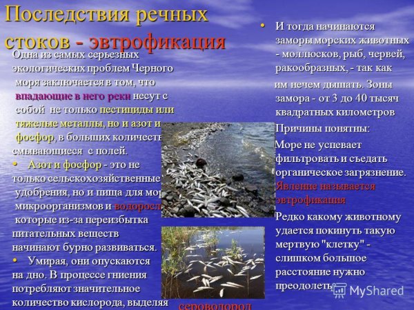 Экологические проблемы черного и Азовского морей