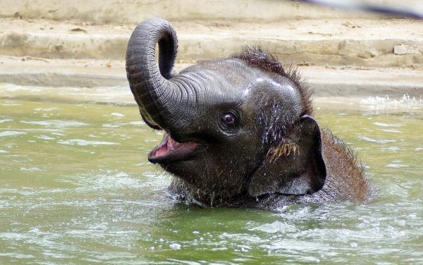 Радостный Слоненок