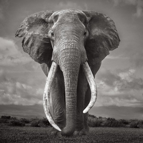 Black and White Photography Elephants sale