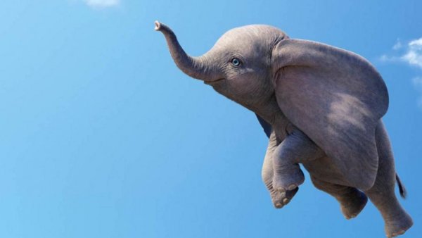 Одинокий слон