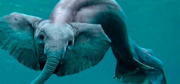 Слон на темном фоне