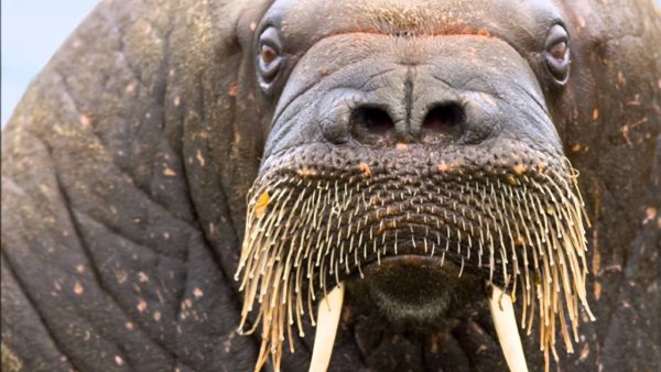 Радостный слон