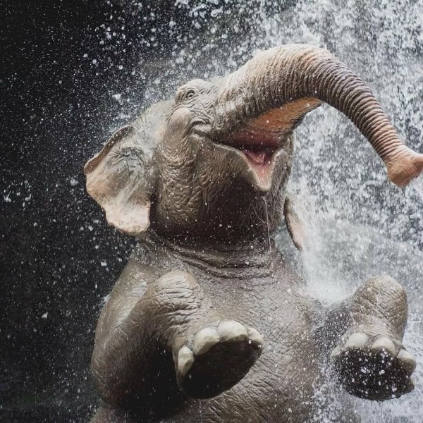 Слоненок на море