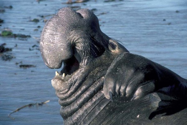 Слоны на воле