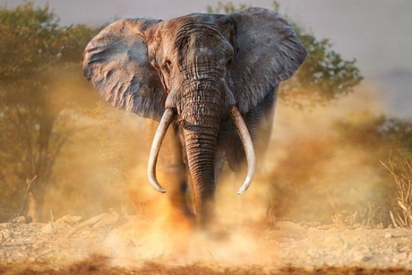 Мистические слоны