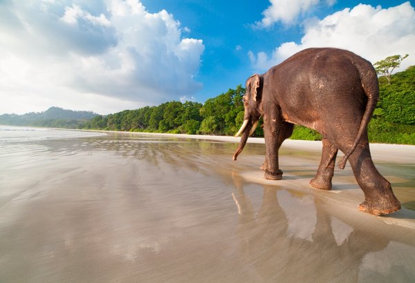 Слон в воде
